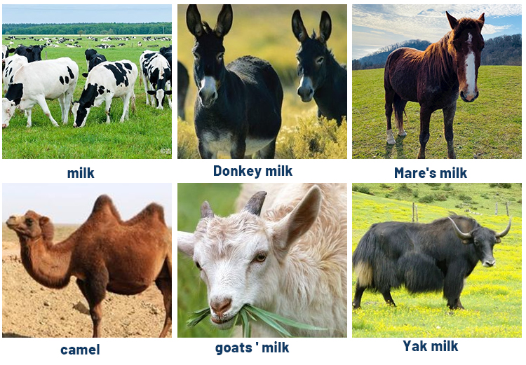 Línea de producción de leche
